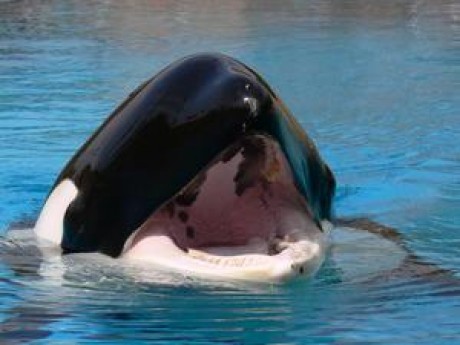 568173-Marineland--Killer-Whale-0.jpg