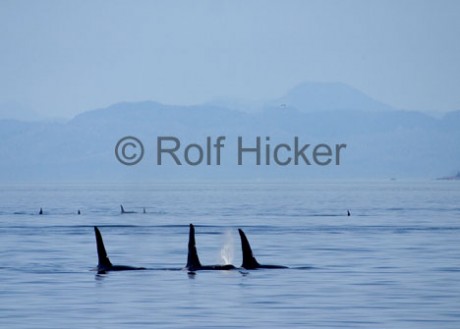 killer-whales_CRW_2866.jpg