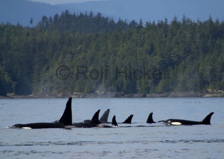 killer-whales_CRW_4978.jpg