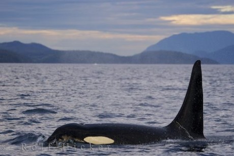 male-killer-whale_14994.jpg