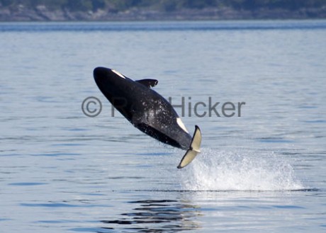 orcas_CRW_8944.jpg