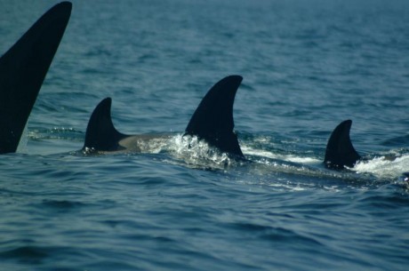 Orcas_2.jpg