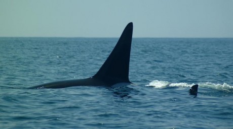 Orcas_3.jpg