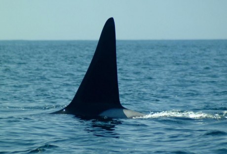 Orcas_4.jpg