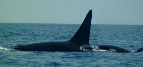 Orcas_5.jpg