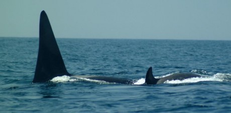Orcas_6.jpg