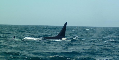 Orcas_11.jpg