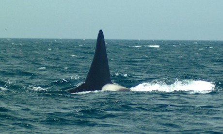 Orcas_12.jpg