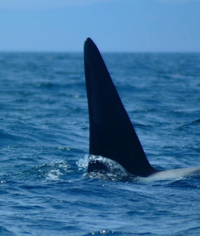 Orcas_13.jpg