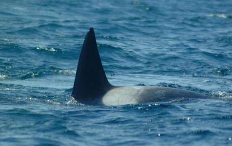 Orcas_14.jpg