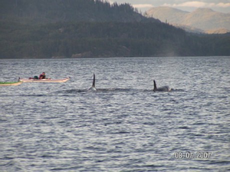 all 300 photos paddlers and orcas.jpg