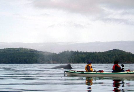 kayakers-and-humpback-b.jpg