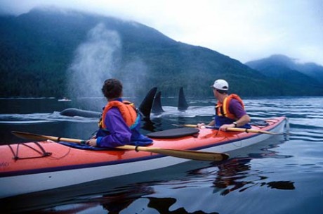 kayakwhales-b.jpg