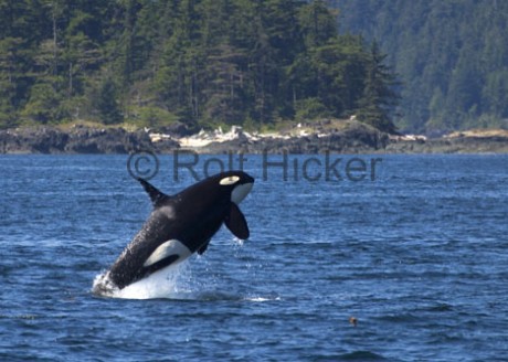 killer-whale-jumping_1970.jpg