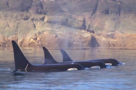killer-whale-picture.jpg