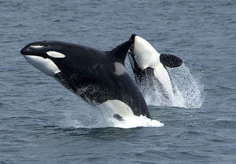 Killerwhales_jumping.jpg