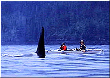 orca camp orca fin large.gif