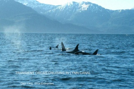 Orca Cruisers.jpg