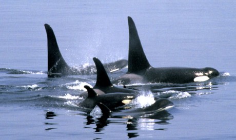 orca family.jpg