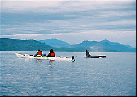 orca_camp_orca_beside_kayak.gif