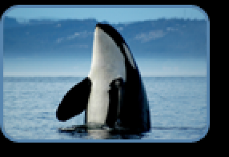 orca_spirit_gallery.png