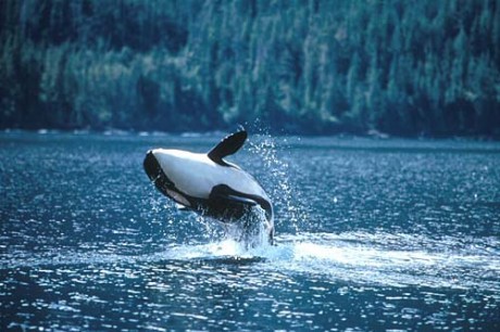 orca-breaching-b.jpg
