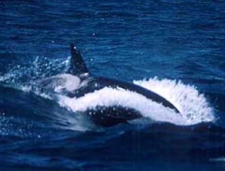 Orca-fastmoving-Sep00.jpg