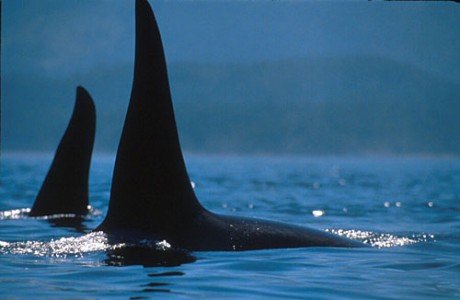 orca-fins-b.jpg