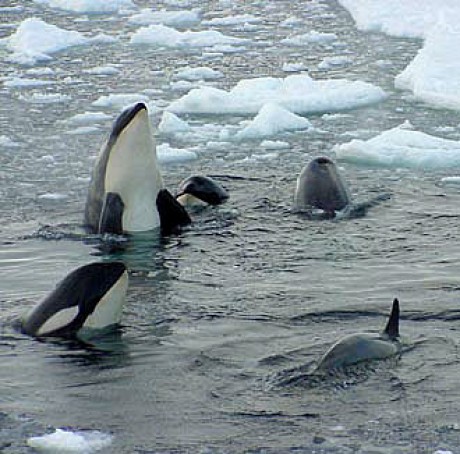 orcas1.jpg