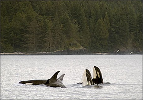 orcas philip spyhopping.jpg