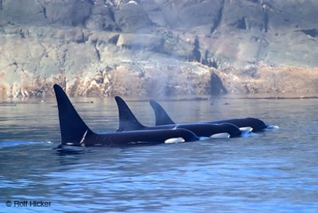 orcas_2.jpg