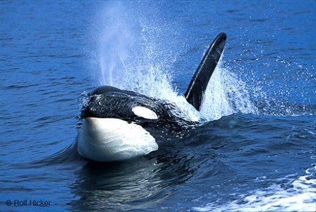 orcas_3.jpg