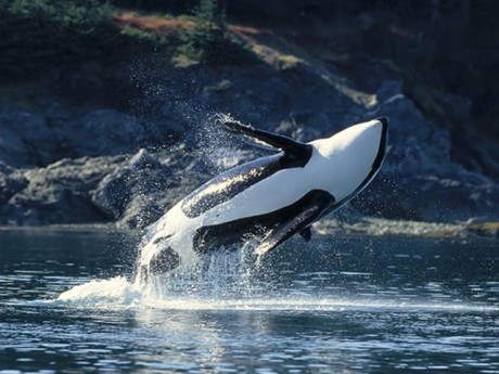 orcas_03_640x480.jpg