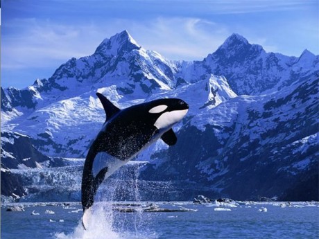 orcas_04_640x480.jpg