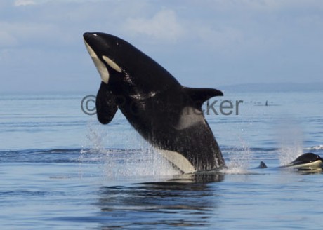 orcas_CRW_5009.jpg