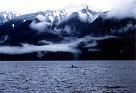 orca-trans-winter-w300.jpg