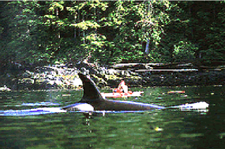 photo gallery female orca beside kayak.gif