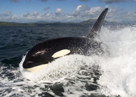surfing-orca-whale_2772.jpg