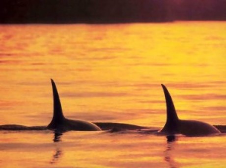 whales_and_dolphins_csg002_orca_whale.jpg