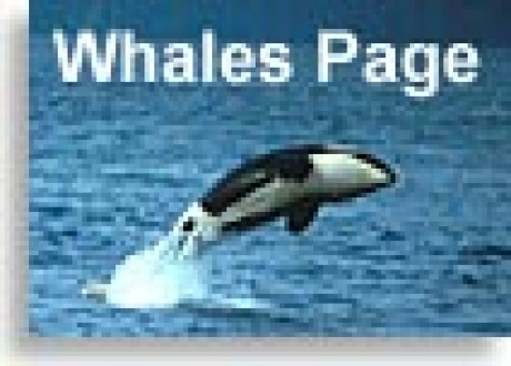 whalesbutton2.jpg