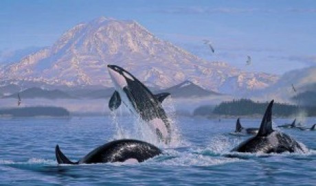 on-pacific-rim-orcas