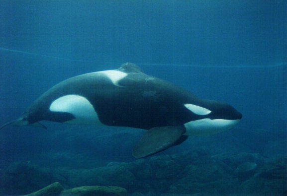 keikoswiming01.jpg
