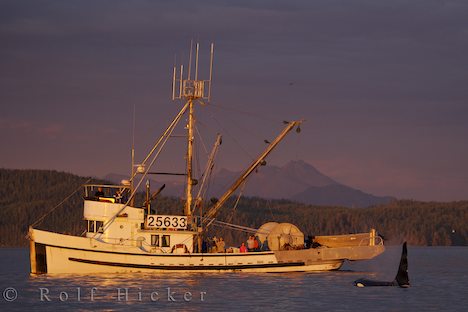 fishing-boat-killer-whale-encounter_15072.jpg