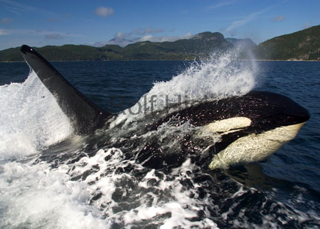 killer-whales_CRW_1848.jpg