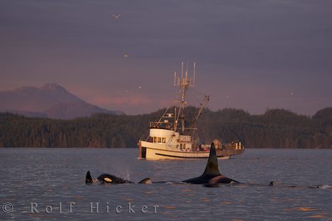 killer-whales-fishing-boat_15067.jpg