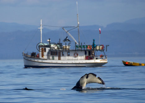 orca-whale-tail_2163.jpg