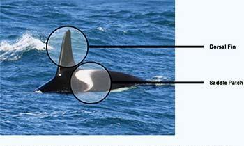05_0809KillerWhales.jpg