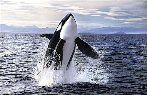462ae72f43_3993472_u.jpg