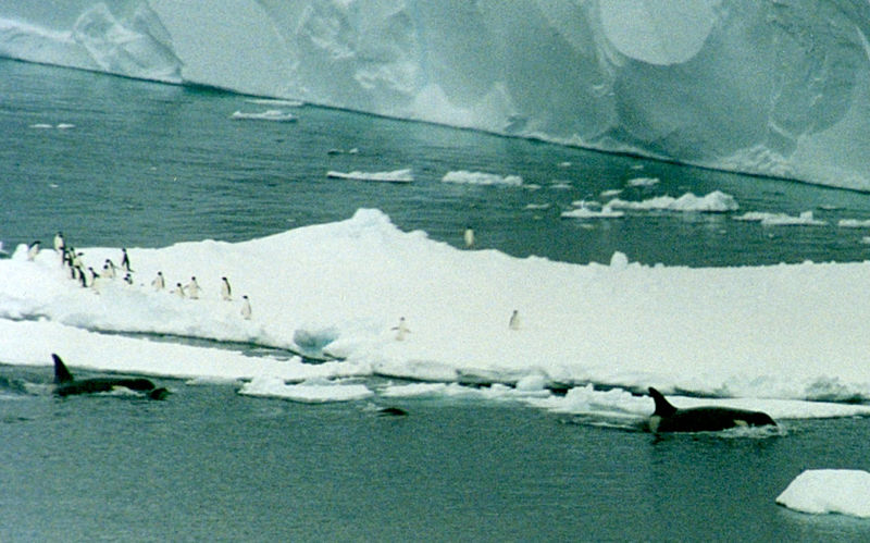 800px-Orcas_and_penguins_cropped.JPG