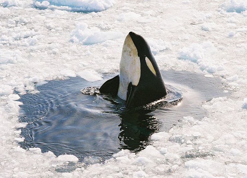 800px-Peeking_Orca.jpg
